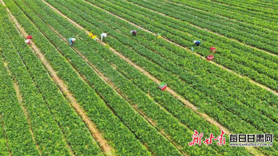 【图片新闻】张掖市甘州区绿色低碳蔬菜丰收