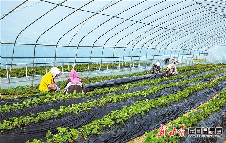 【图片新闻】天祝：村民抢抓农时对大棚白草莓进行管护