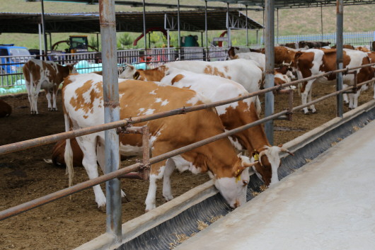 张家川县：“牛产业”走出“牛”路子