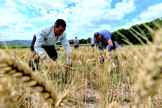 清水县25万亩小麦迎来丰收季