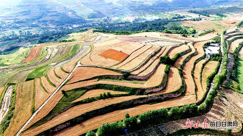 “麦”向大丰收 礼县冬小麦亩产量再创新纪录