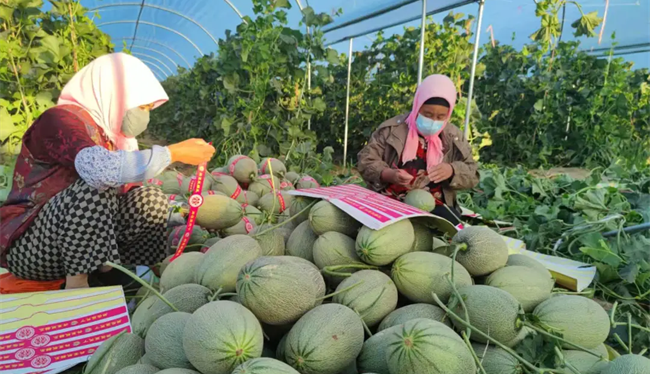 脆甜爽口！玉门蜜瓜“甜蜜”上市