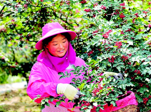 【图片新闻】甘谷：花椒成为群众增收致富支柱产业