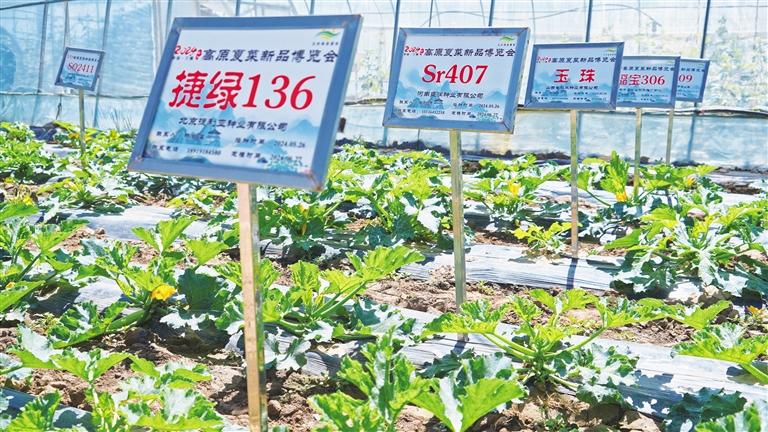 2024中国·兰州（榆中）高原夏菜新品博览会开幕