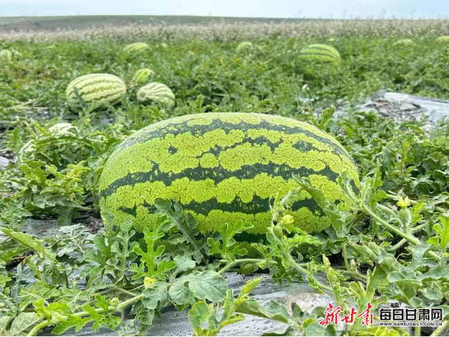 您当前的位置:>每日甘肃网>白银>乡村振兴>650_488