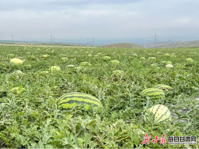 您当前的位置:>每日甘肃网>白银>乡村振兴>650_488