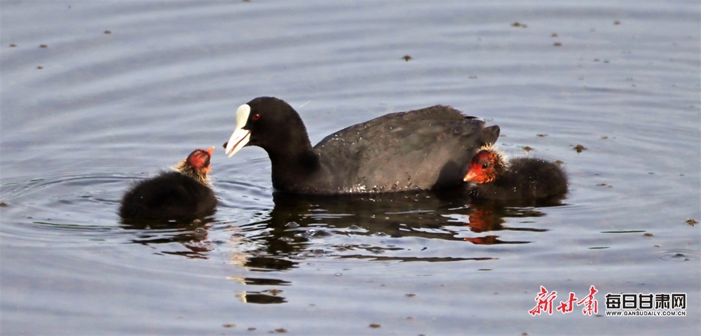Latitude children's poetry competition gets bigger
