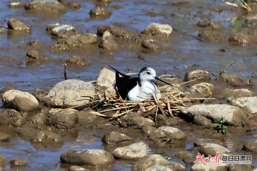 进行淫秽表演，女主播王某某在昆明一小区被抓获！