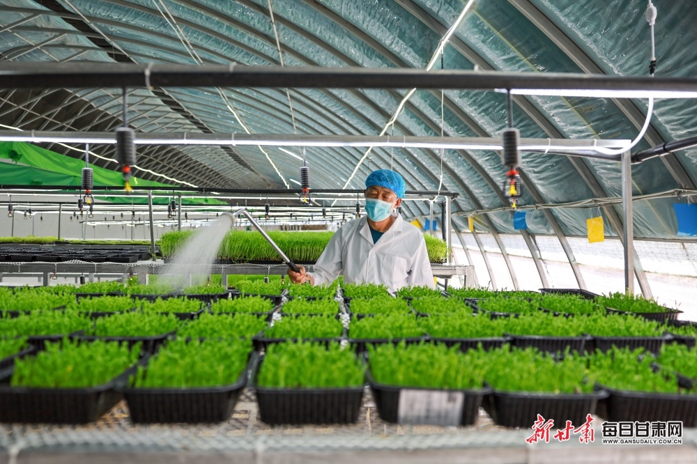 Queen Wen 加油！郑钦文今天将第六次挑战萨巴伦卡