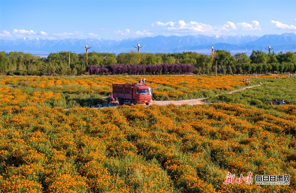 SpeakGaelic – the fun way to learn Scottish Gaelic