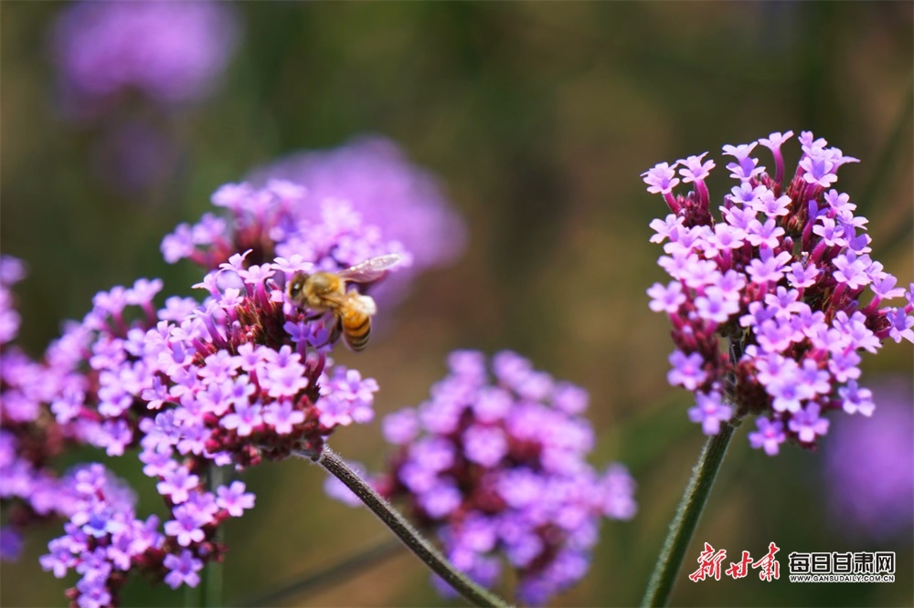 Spring scenery across China