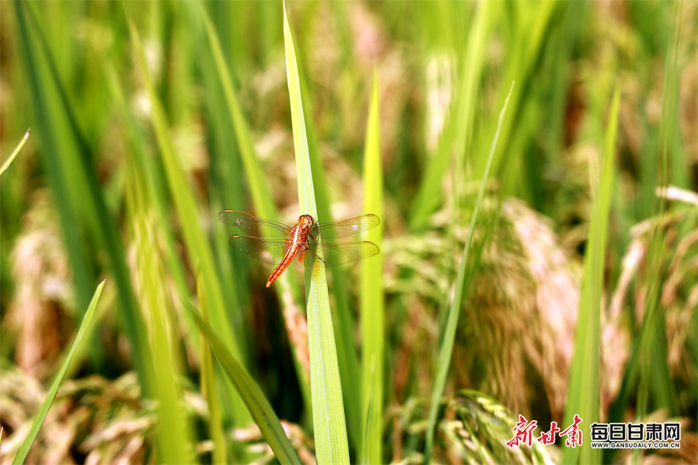 NBA looks into starting European basketball league