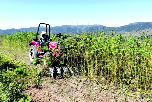 張家川縣馬鹿鎮(zhèn)火麻豐收