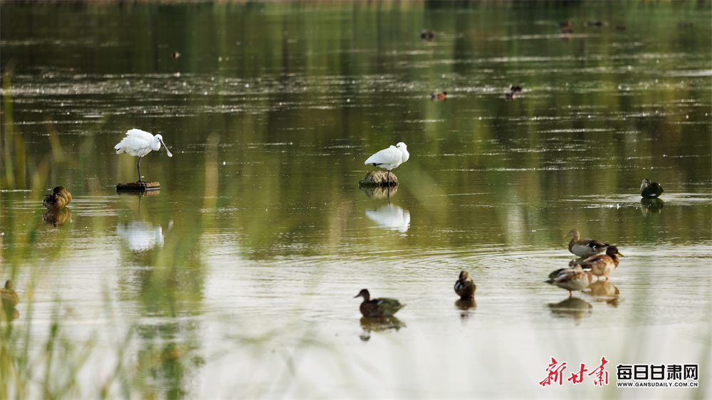 我国“秸秆变纸浆技术”获重大突破，原料利用率近100%，达到国际领先水平