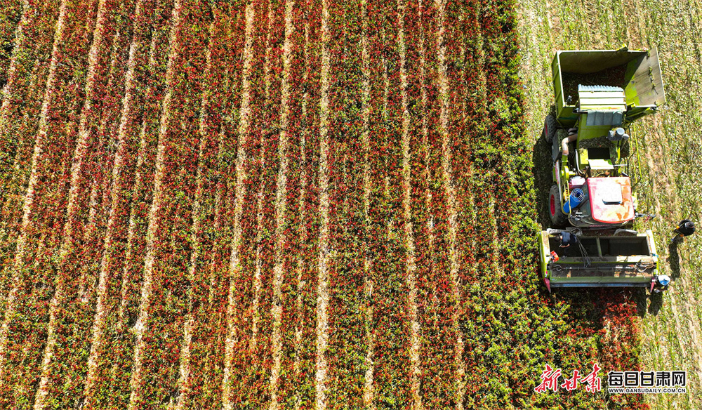 Scheffler hits front as McIlroy rallies in Houston