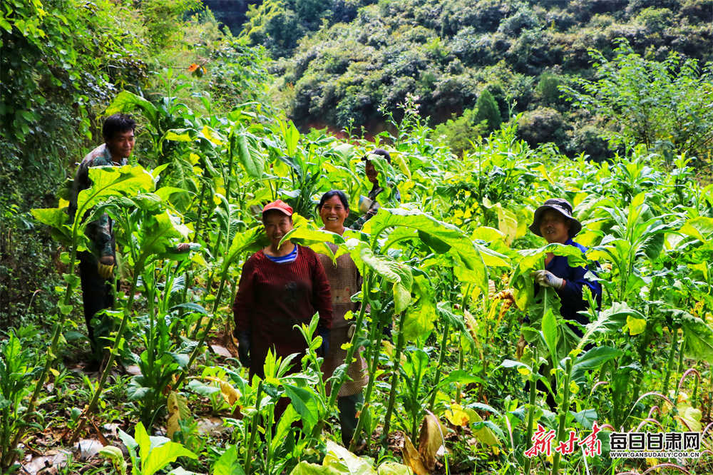 Ex-Australia batter Law appointed Nepal head coach