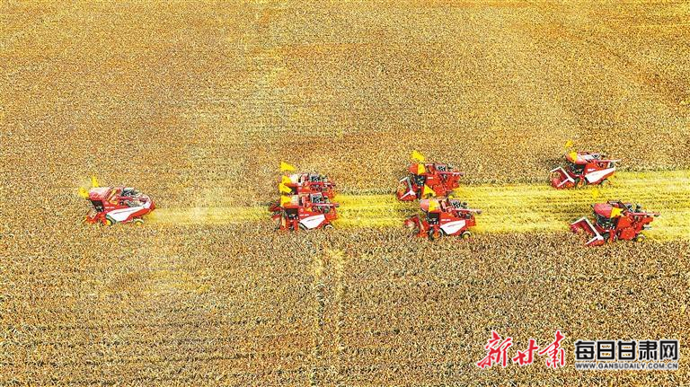 【图片新闻】农机手在甘肃滨河集团红高粱种植基地收割有机红高粱