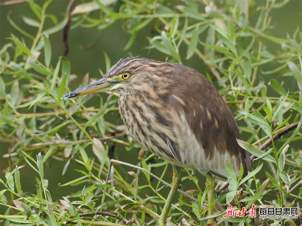六旬女子腹部隆起如孕妇，原来患上卵巢癌，妇科团队中西医合璧为她祛病痛