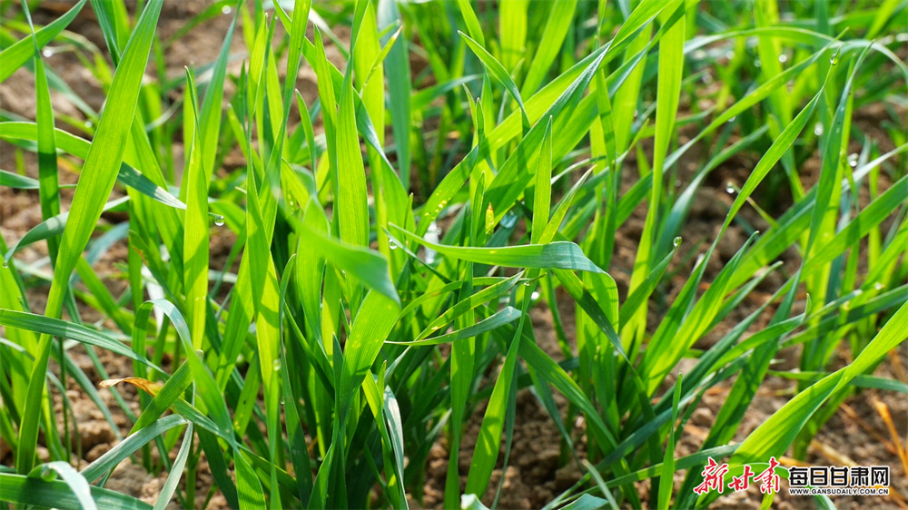 “天价彩礼”怎么破？国家最新部署来了