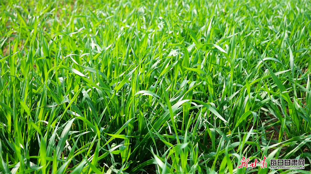 Scotland lose in wheelchair mixed doubles final