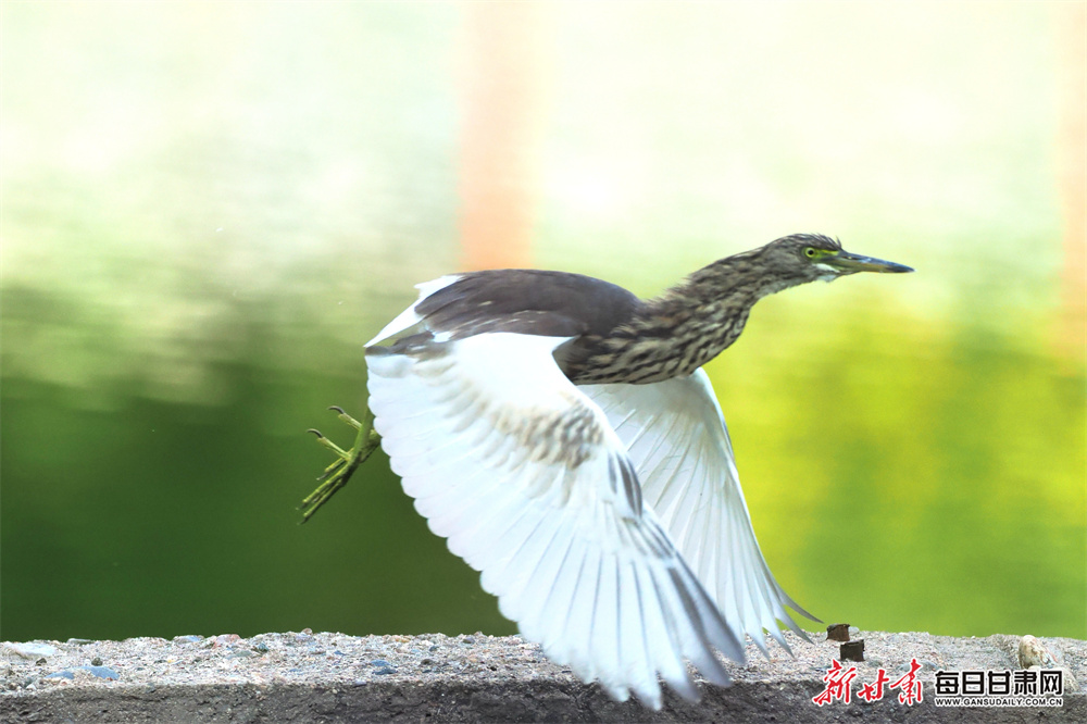 别墅图纸之家官网（别墅图纸之家官网查询）