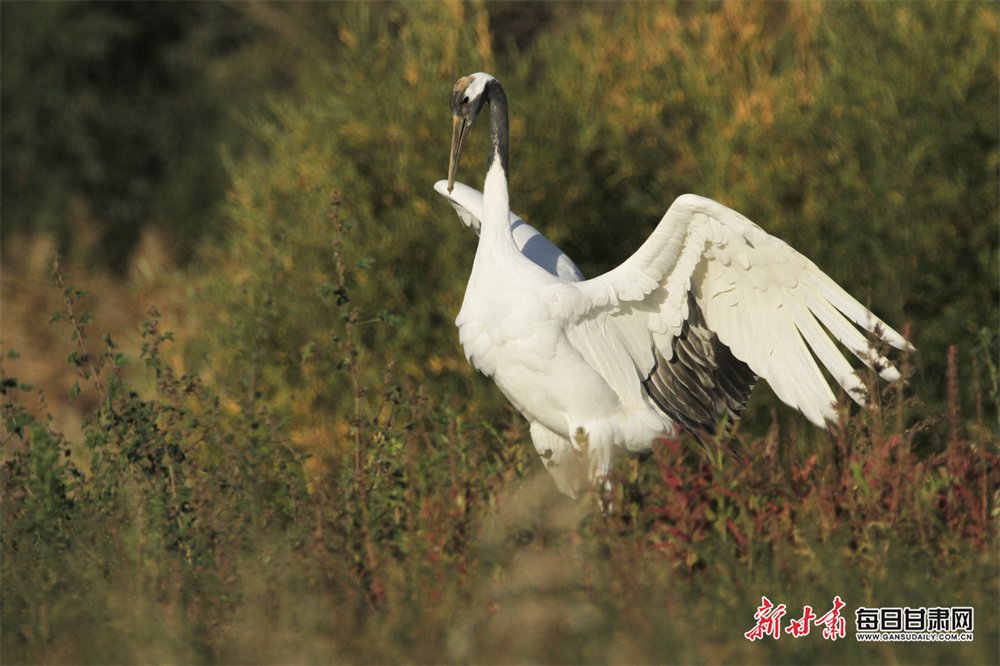 武汉滨湖社区：“植”此青绿，春意盎然