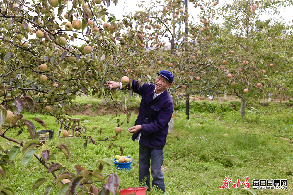 新力地产（新力地产还能活过来吗）