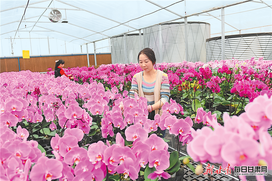 【圖片新聞】天水市秦州區(qū)藉口鎮(zhèn)蘭花產(chǎn)業(yè)園工作人員查看花卉長(zhǎng)勢(shì)