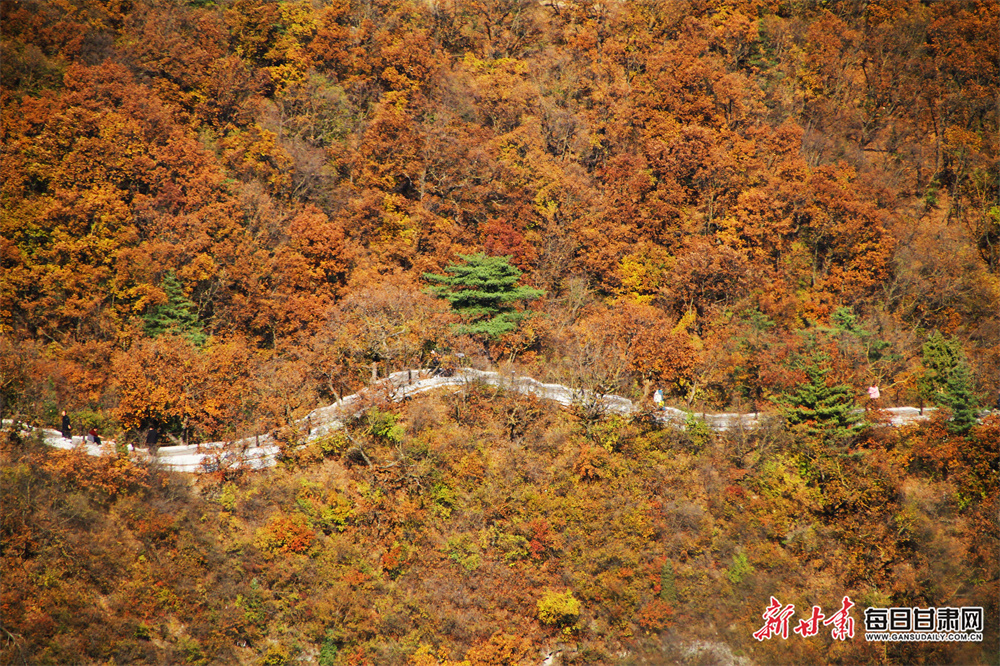 钟睒睒眼中的直播带货：泡沫下的“慢即是快”商业智慧