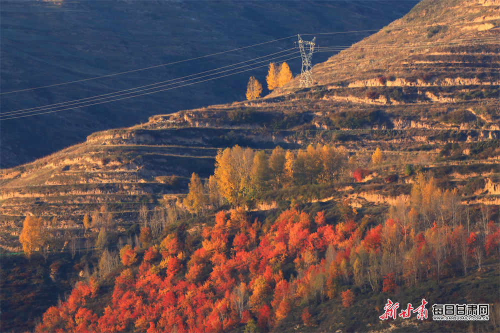 Bears must spread wickets around - Hannon-Dalby