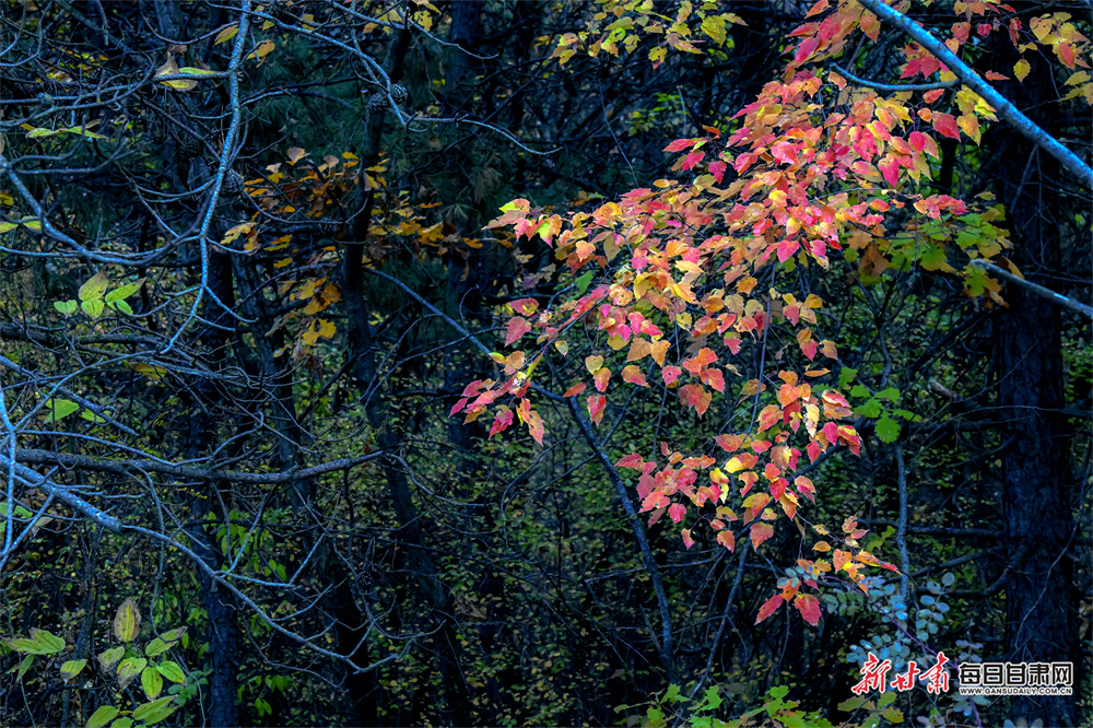 'I'm not going anywhere' - Khelif on legal action