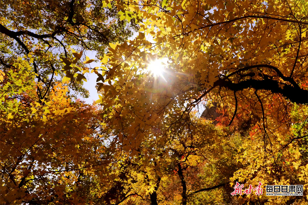 Durham sign NZ pace bowler Wagner