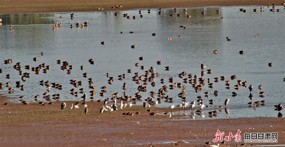 Poplar trees, the Pope and paddling: Photos of the week