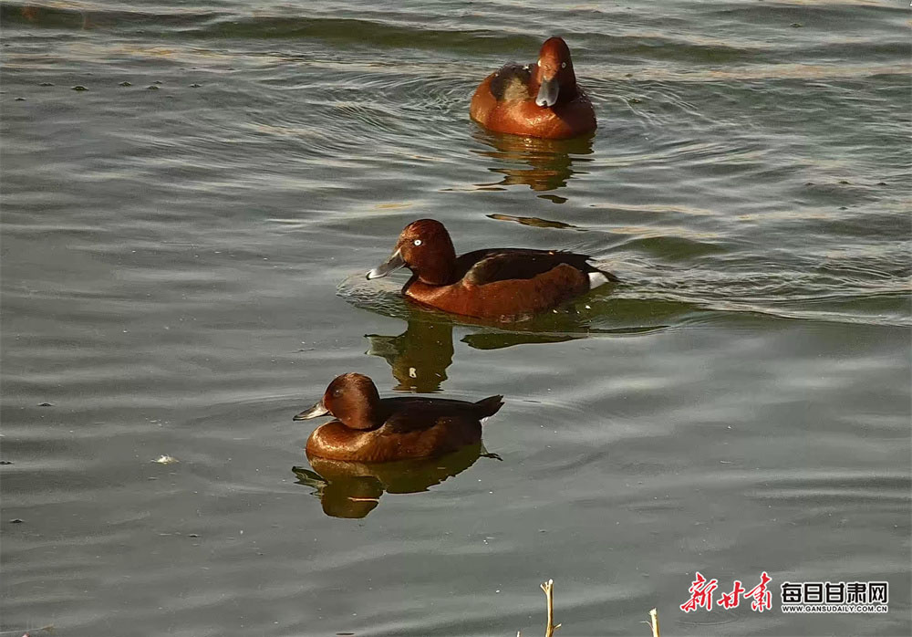 Taxkorgan Tajik Autonomous County in Xinjiang leverages intangible cultural heritages to promote tourism