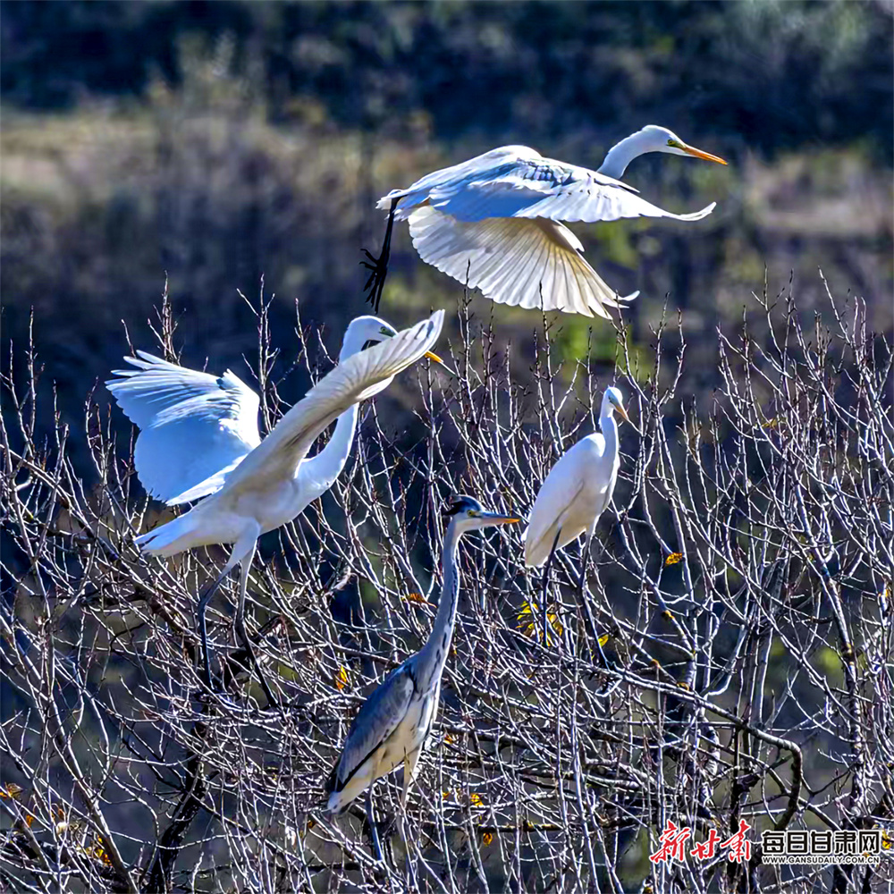 全国唯一！恩施市获评蒸青茶传承保护核心区，千年蒸青焕发新生机