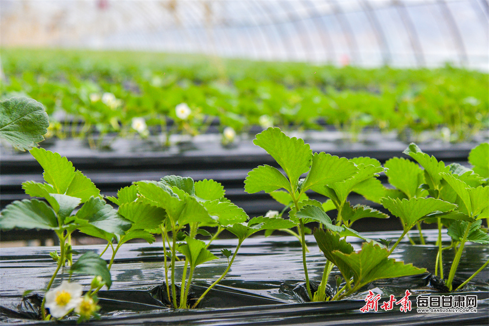 机器人扎堆“上岗”中关村论坛年会