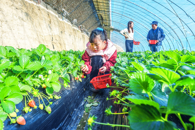 嘉峪關(guān)市文殊鎮(zhèn)：草莓映紅致富路 溫室果蔬助振興