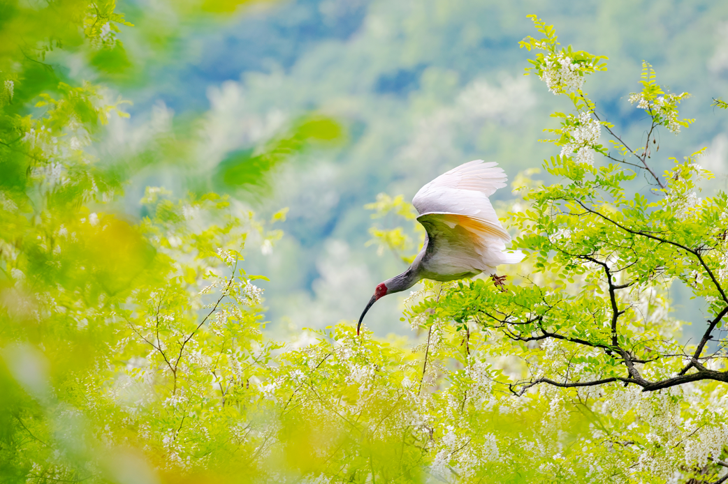 2024��5��2�գ�һֻ�����Ա�Ұ�����q������ʡͭ����ҫ�����ں����������з��衣