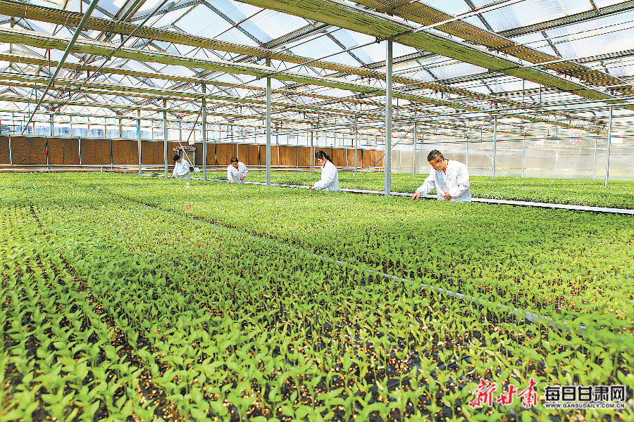 【强信心 看发展】增速6.6%！甘肃农业发展蹄疾步稳——透视一季度我省“三农”工作提质增效