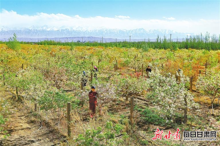 【圖片新聞】嘉峪關(guān)：文冠果樹(shù)迎來(lái)盛花期