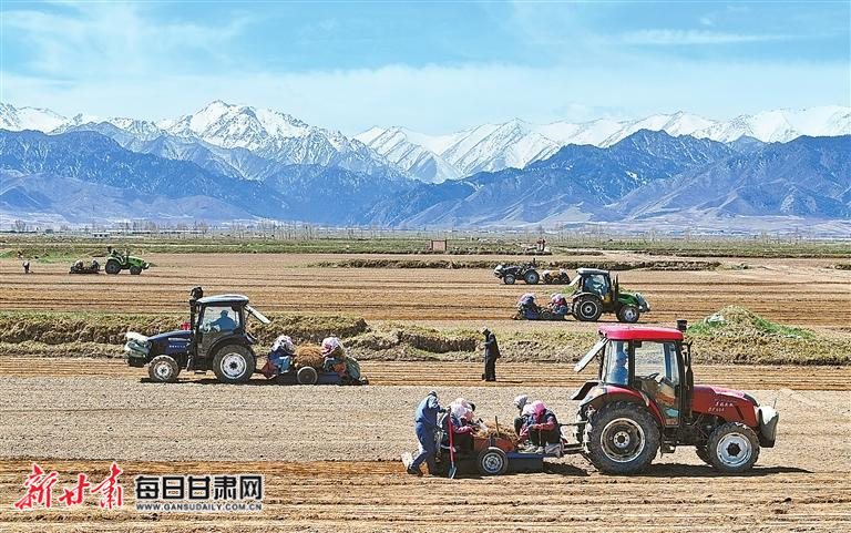 【图片新闻】民乐县南丰镇张家沟湾村千亩黄芪种植基地一派忙碌景象