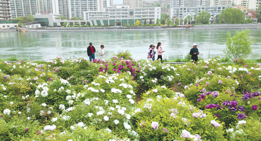 永靖县刘家峡镇黄河花堤种植的牡丹盛开