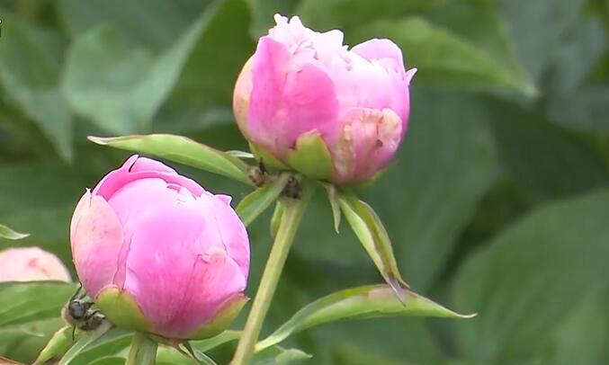 一朵花如何“點亮”鄉村？