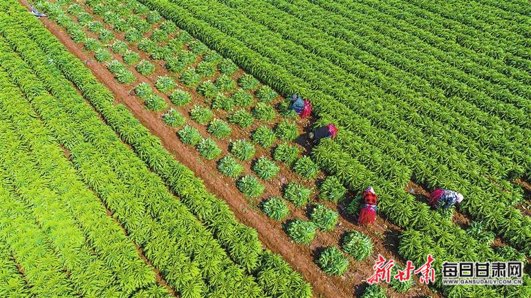 张掖市甘州区：莴笋喜获丰收