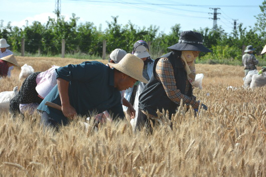 天水市農(nóng)科所小麥試驗(yàn)田開鐮 60年育成120余抗旱品種