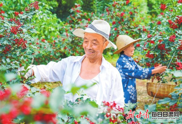 【图片新闻】成县王磨镇林口村花椒迎来丰收