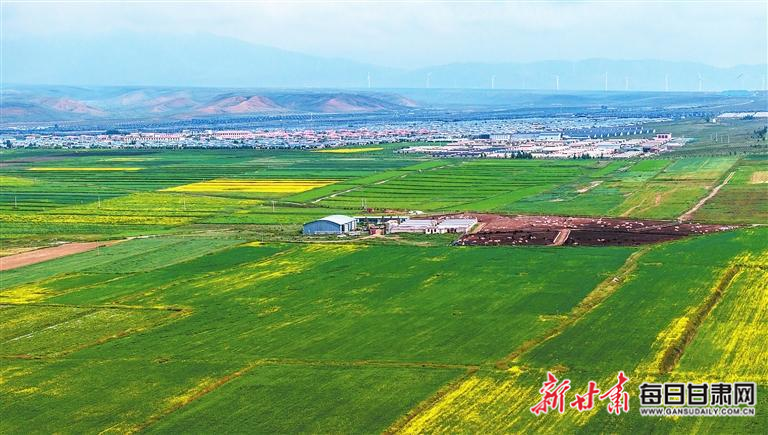 【图片新闻】天祝县松山镇中药材种植基地连片药材长势喜人