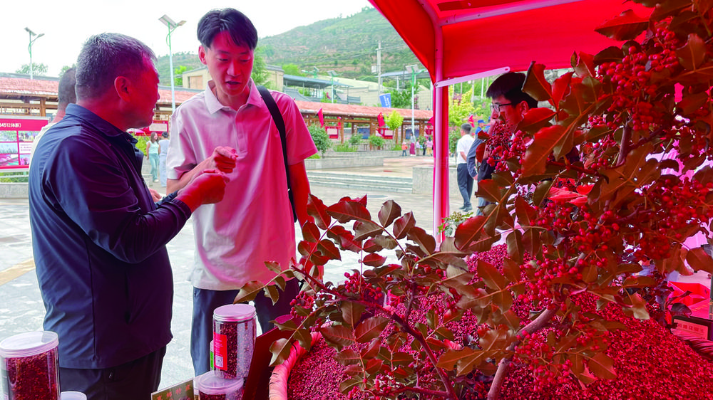 “椒”傲之后，紅果果如何變成“金豆豆”？臨夏花椒產(chǎn)業(yè)破冰之旅