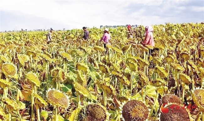 玉門市花海鎮(zhèn)：食葵喜獲豐收