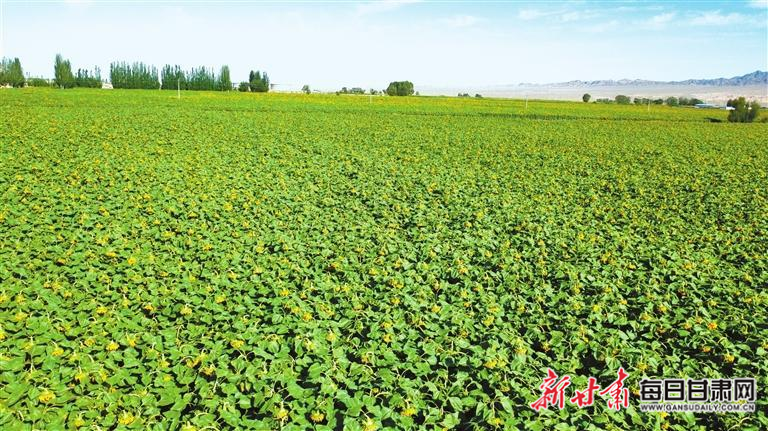 【鄉(xiāng)村·新聚焦】向陽(yáng)而生 蓬勃發(fā)展——甘肅省油料產(chǎn)業(yè)體系創(chuàng)新技術(shù)推動(dòng)河西走廊向日葵產(chǎn)業(yè)提質(zhì)增效